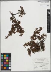 Foto von Salix serpyllifolia Scop.